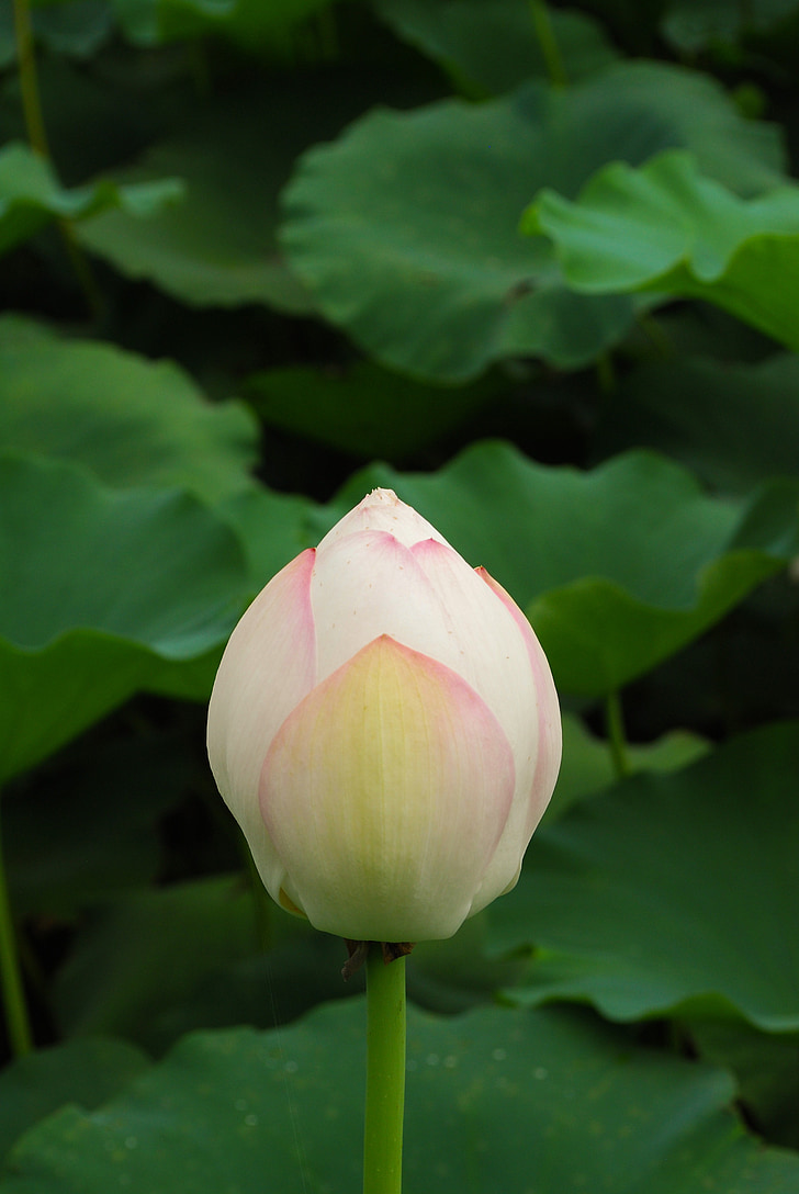 Lotus, kwiaty, staw, lilia wodna, Budda, roślina, różowy