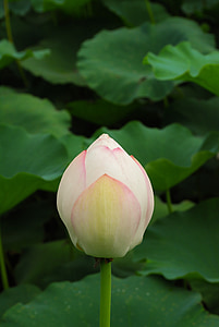 lotus, flowers, pond, water lily, buddha, plant, pink