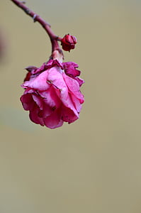 Blume, Rosa, Natur, rosa Blume, Garten, Anlage, Closeup