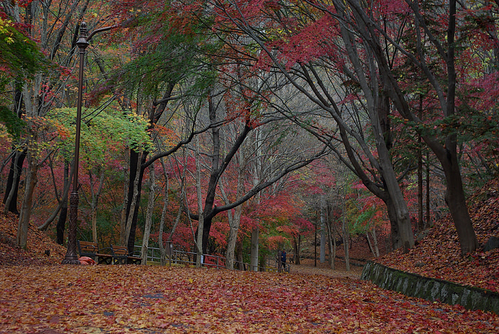 autumn, maple, leaves, season, nature, fall, leaf