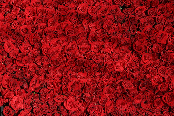 Closeup, photographie, rouge, roses, fleurs, Rose, domaine