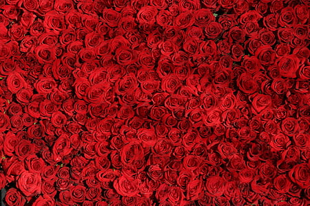 特写, 摄影, 红色, 玫瑰, 花, 上升, 字段