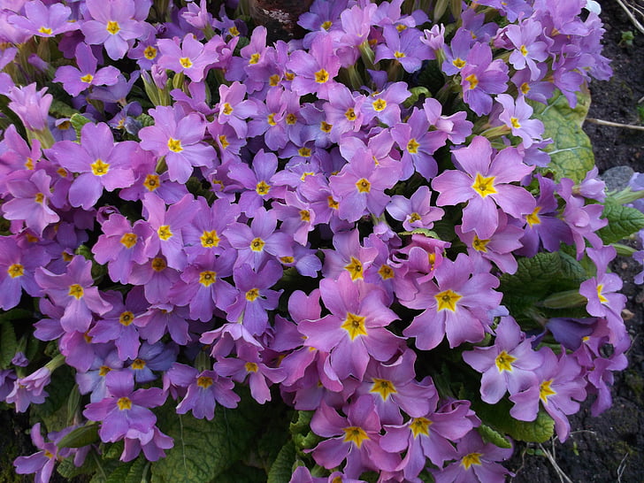 Primrose, lilla blomster, purpurfarget primroses