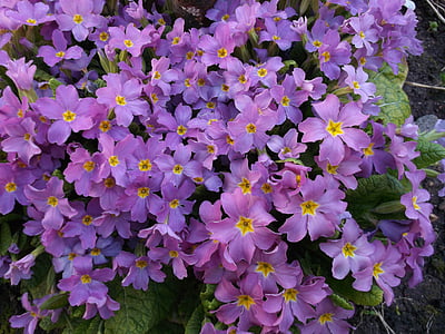 raktažolė, violetinės gėlės, raudonos primroses