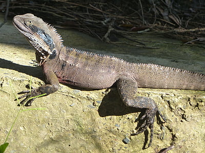 eastern water dragon lizard, reptile, eastern water dragon, lizard