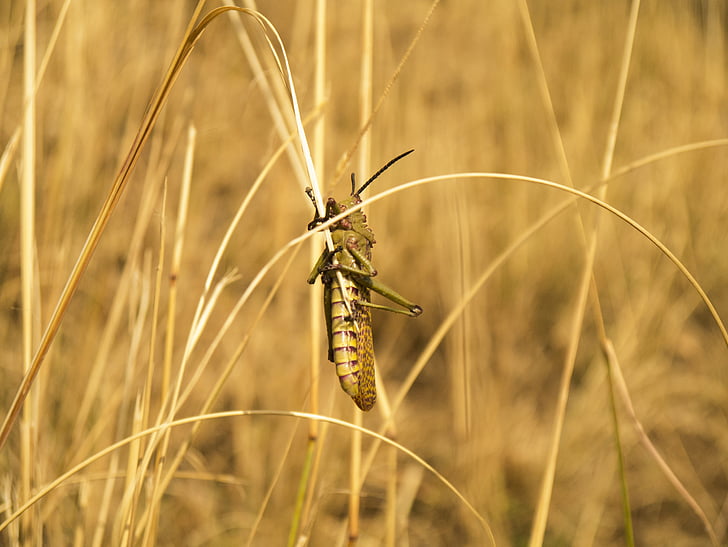 Locust, inseto, gafanhoto, pragas, agricultura, Bug, natureza