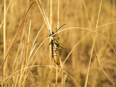 Locust, hmyzu, Lúčny koník, Pest, poľnohospodárstvo, bug, Príroda
