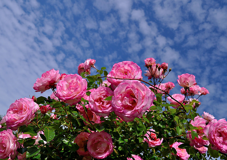 roser, Bush, rosa, hage, blomster, skjønnhet, bukett