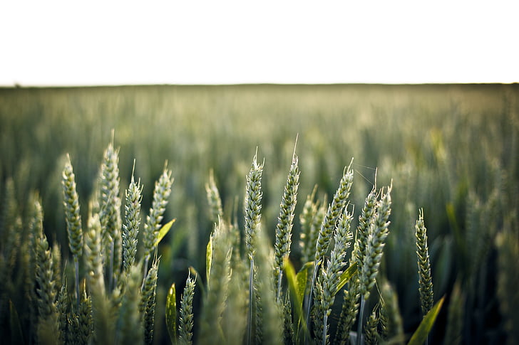 lauksaimniecība, mieži, aizmiglot, graudaugi, kukurūzas laukā, saimniecības, zeme