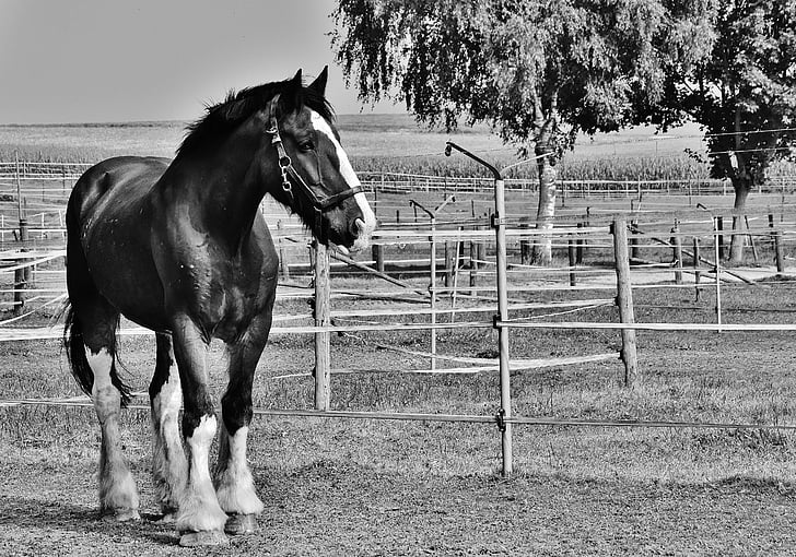 Shire horse, cheval, grand cheval, Ride, Reitstall, couplage, Meadow