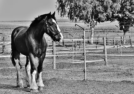 shire horse, horse, big horse, ride, reitstall, coupling, meadow