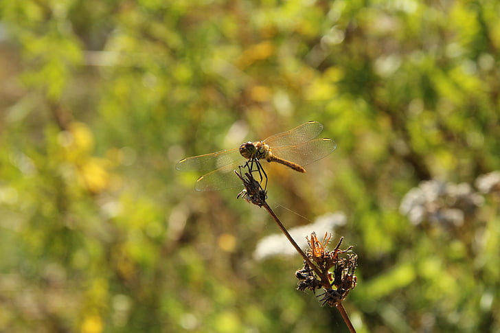 Dragonfly, hmyz, Příroda, vážky, sedí