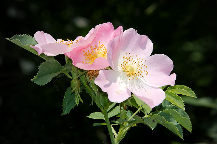 Vadrózsa, Bokor Rózsa, Blossom, Bloom, rózsaszín corymbifera, Bush, nyár elején