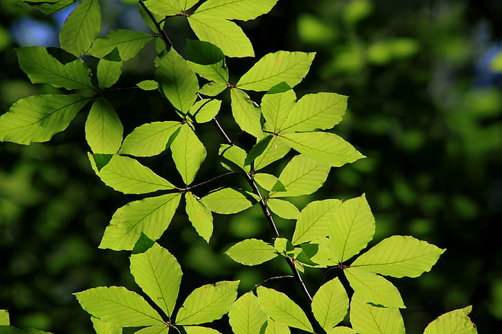 leaves, reverse light, tree, nature, green, branch, turkey