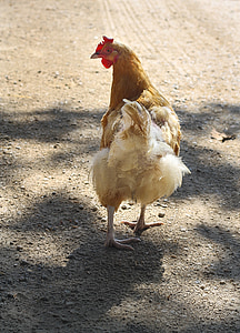 chicken, farm, poultry, hen, bird, beak, animal