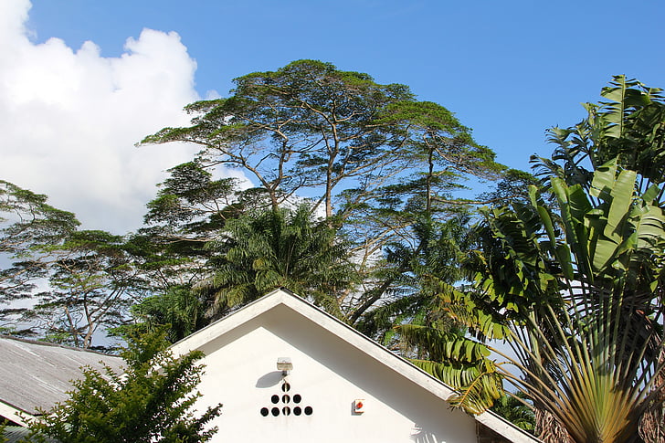 arbre, Corona, sostre, casa, part superior, datilera