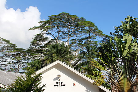 árvore, coroa, telhado, Casa, Início, Palma de data