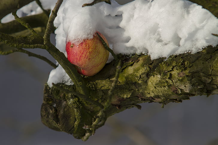 애플, 겨울, 눈, 자연, 눈이
