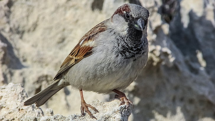 Sparrow, pták, Příroda, zvíře, volně žijící zvířata, Fajn, peří