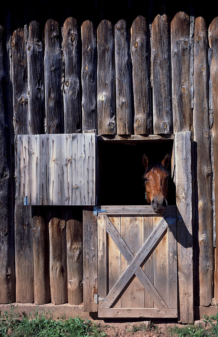 horse stable, horse, animal, nature, brown, equestrian, pferdeportrait
