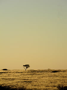 ツリー, アフリカ, ナミビア, 砂漠, 自然, 風景, 休日