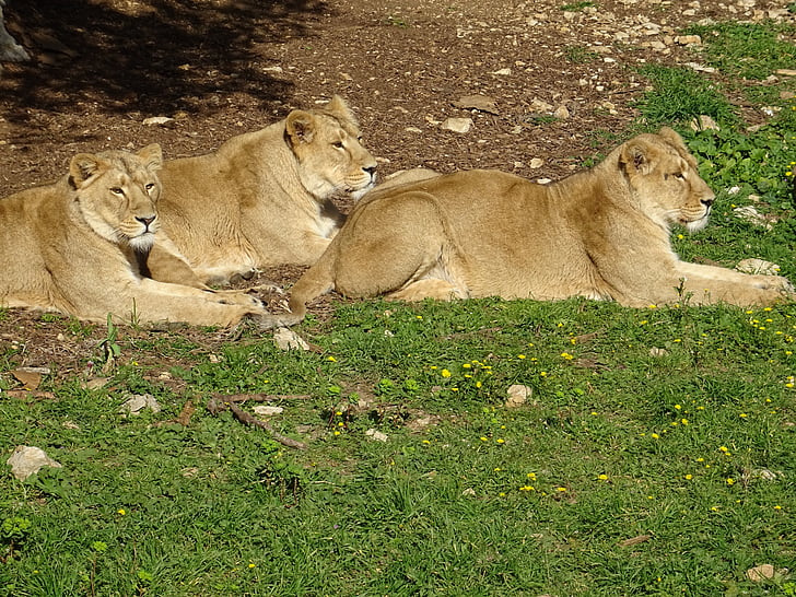 lionesses, savannah, africa, animal, animals