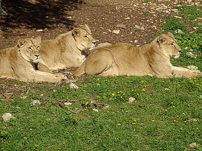 lionesses, szavanna, Afrika, állat, állatok