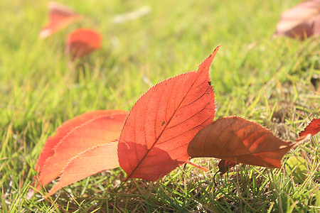 défoliation, feuilles rouges, qui se chevauchent, automne, Propriétés, Eason chan, herbe