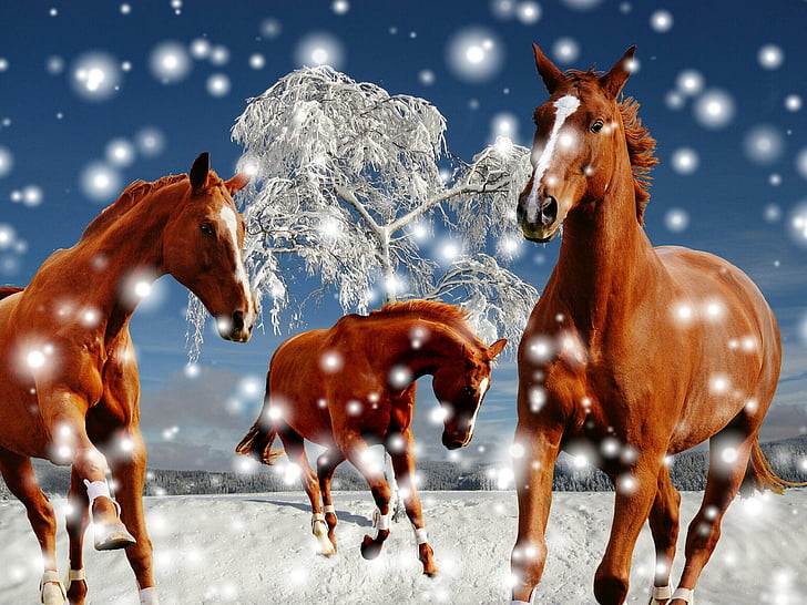 horses, coupling, winter, snow, play, paddock, wintry