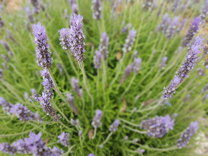 lavender, flowering, garden