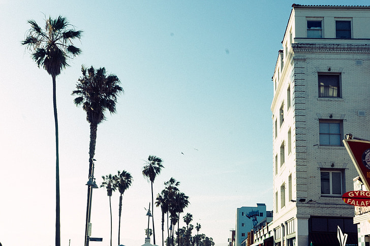 palmer, solskin, solrig, sommer, blå, Sky, bygninger