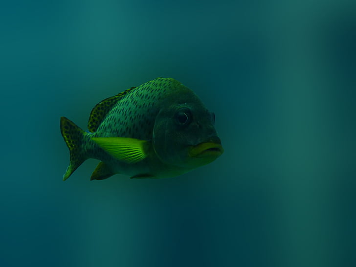 ryby, pod vodou, modrá, Zelená, more, zviera, Potápanie