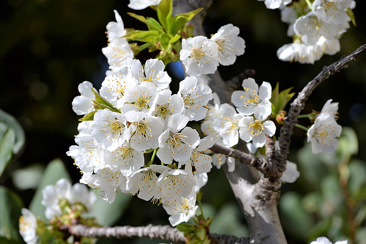 cherry, spring, flowers, garden, tree