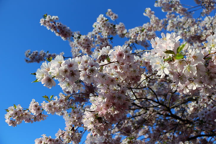 almond blossom, mandelbaeumchen, musim semi kebangkitan, ranting berbunga, bunga