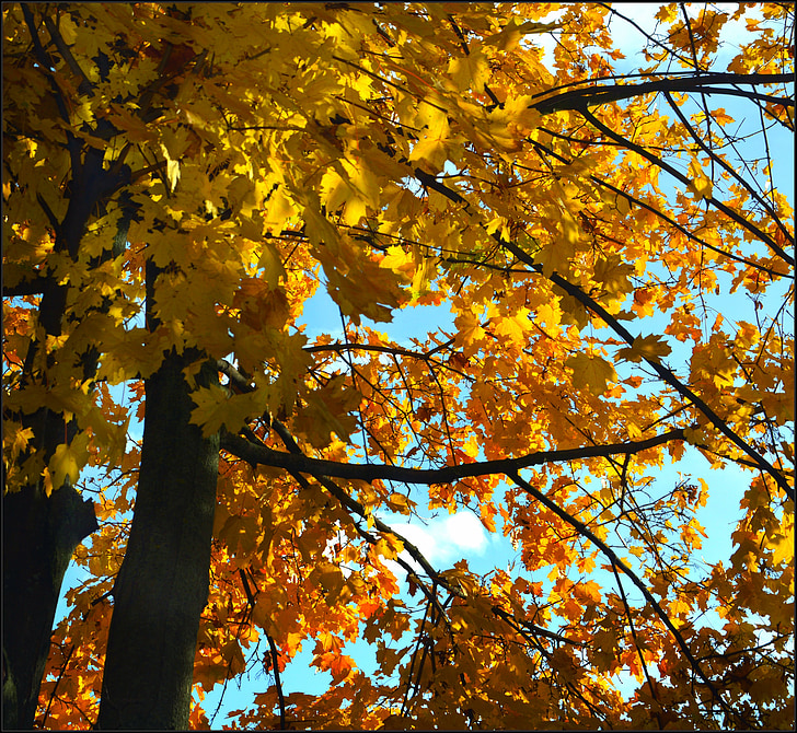 autumn, leaves, color
