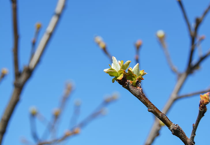 Bud, mela cotogna, primavera, albero, natura, ramo, tempo di primavera