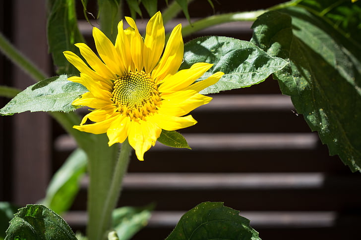 Sun flower, żółty, kwiat, Bloom, Latem, Zamknij, ogród
