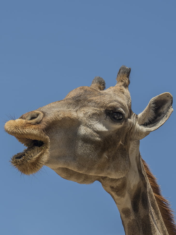 girafa, chifres, ruminar, comer, Mujir, comida, um animal
