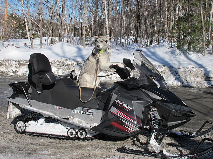 pes, Sněžný skútr, Québec, studená teplota, Zimní, sníh, den