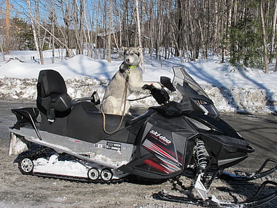 hund, snescooter, Québec, kolde temperatur, vinter, sne, dag