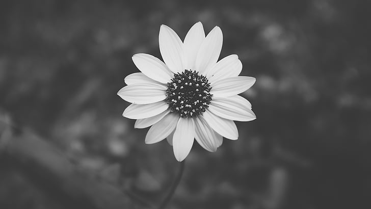 črna, bela, fotografija, Multi, petaled, cvet, cvetje