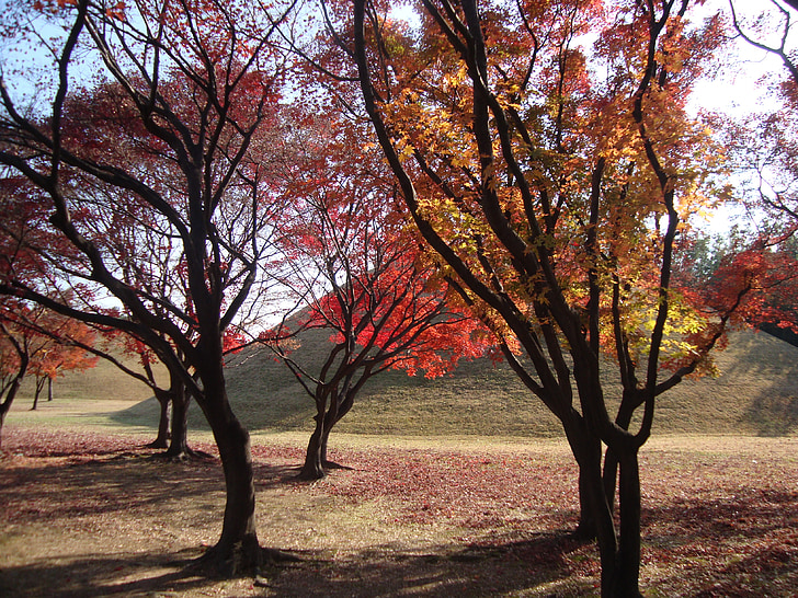 träd, hösten, naturen, säsong, faller, gul, Orange