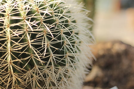 Cactus, öken, exotiska, Anläggningen, saftiga, gul, naturliga