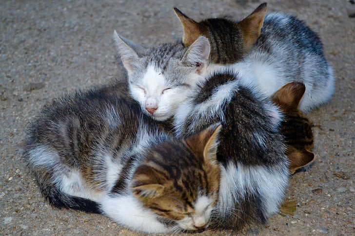 katten, dieren, kleine