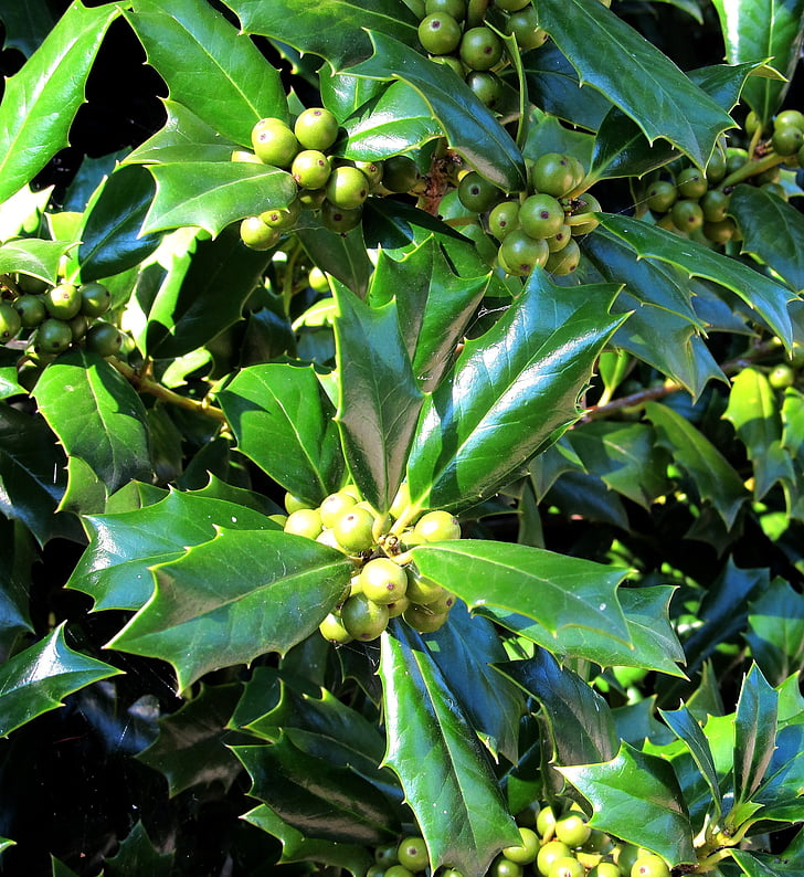 πράσινο holly, μούρα, Holly, φυτό, σεζόν, φύλλα, πράσινο