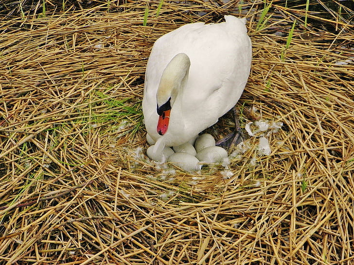 Swan, sparnom swan, hniezdo, Swan vajcia, vajcia, poklop