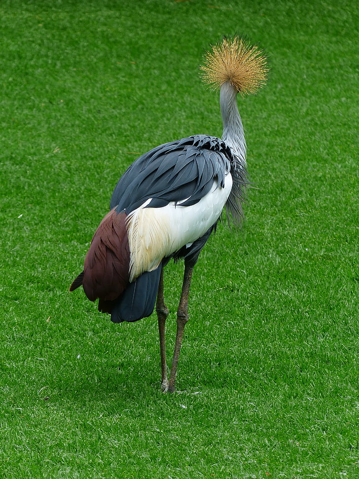 Crane, putns, gada pavasarī kronis, Dienvidāfrikas Republika pelēks vainagojušies crane, pelēks vainagots crane, balearica regulorum, pelēkas pelēks kakla vainagojušies crane
