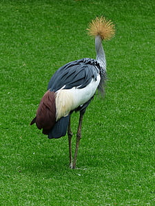 crane, bird, spring crown, south africa grey crowned crane, grey crowned crane, balearica regulorum, grey neck grey crowned crane