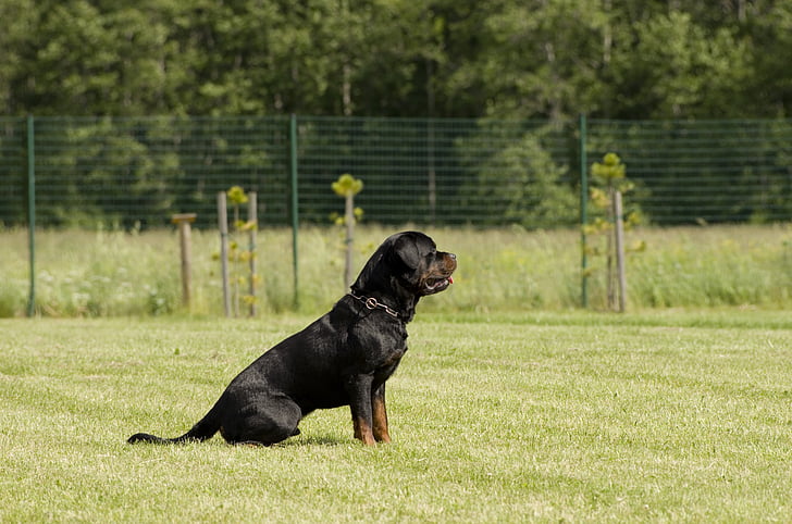 Rottweiler, chien, concours, assis, animaux de compagnie, animal, canine