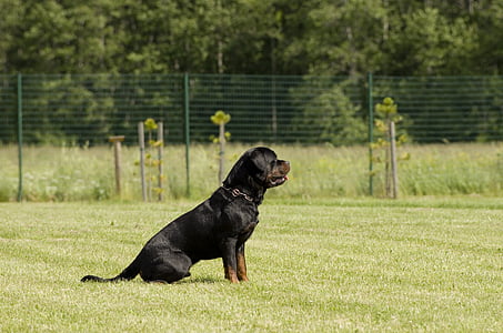 cadells de Rottweiler, gos, competència, assegut, animals de companyia, animal, canina
